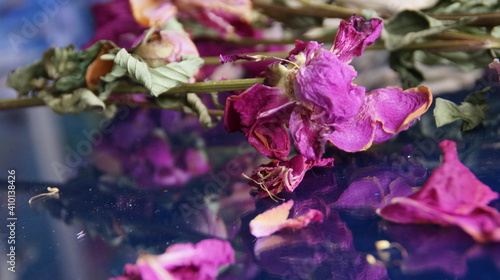 Wallpaper Mural dry flowers Torontodigital.ca