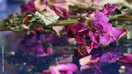 Wallpaper Mural dry flowers Torontodigital.ca