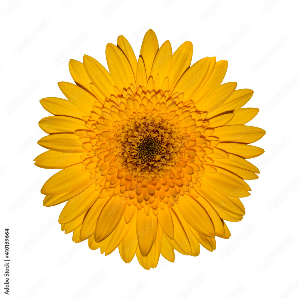 Beautifully blooming yellow gerbera flowers isolated on white background. With clipping path Beautifully blooming yellow gerbera flowers isolated on white background. With clipping path