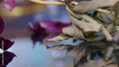 Wallpaper Mural dry flowers Torontodigital.ca