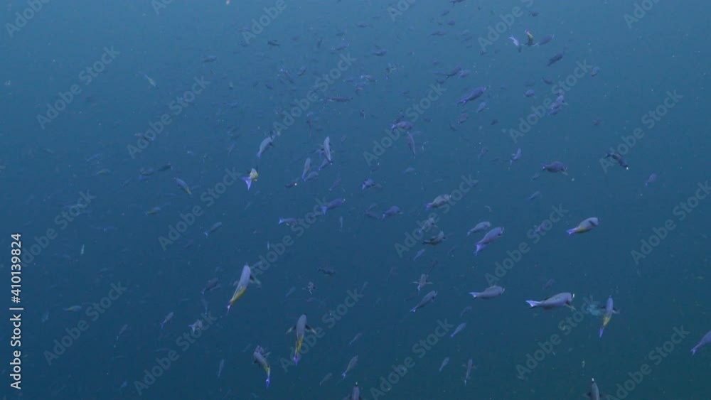 School of Creole Wrasse in turquoise water of coral reef in Caribbean Sea, Curacao School of Creole Wrasse in turquoise water of coral reef in Caribbean Sea, Curacao