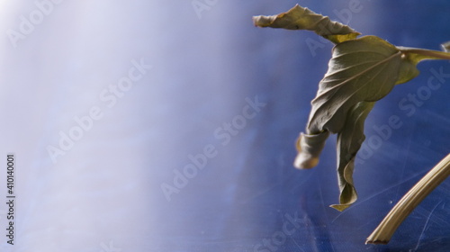 Wallpaper Mural dry flowers Torontodigital.ca