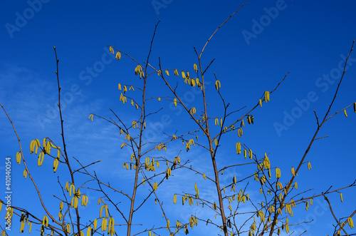 shrub in spring yellow flowering in the field, common hazel best first nourishing pollen for bees. brown field, forest, blue sky in February photo