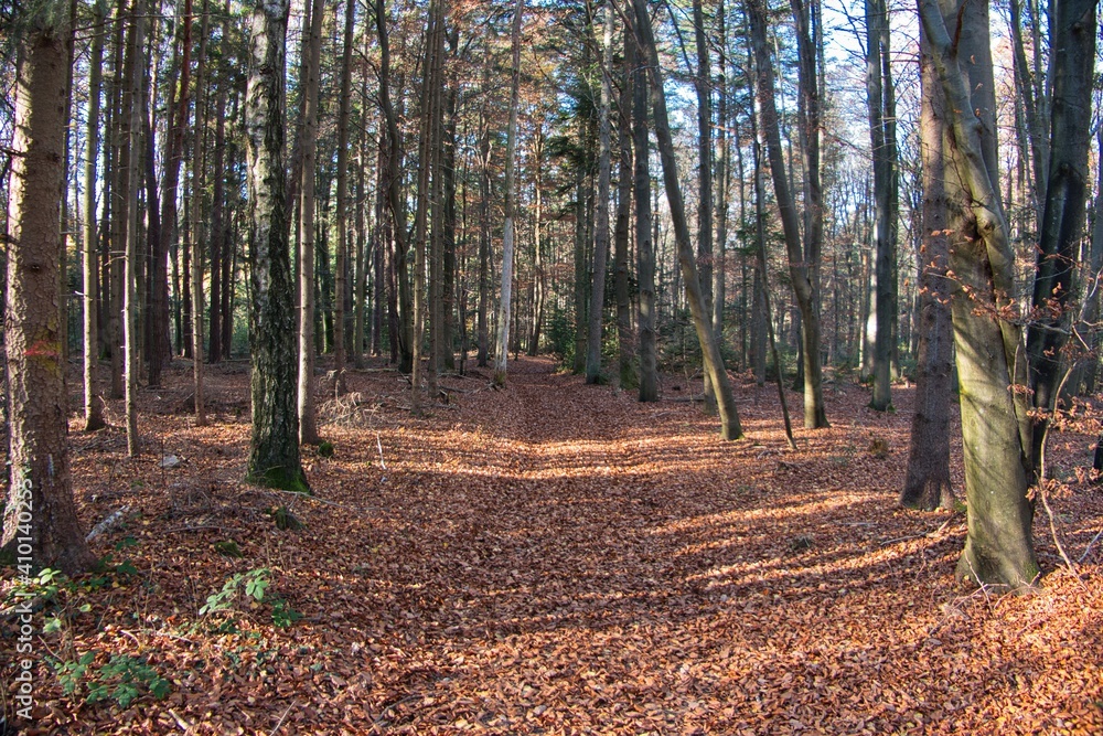 Ein mit Laub bedeckter Waldweg im Herbst - A forest path covered with leaves in autumn Ein mit Laub bedeckter Waldweg im Herbst - A forest path covered with leaves in autumn