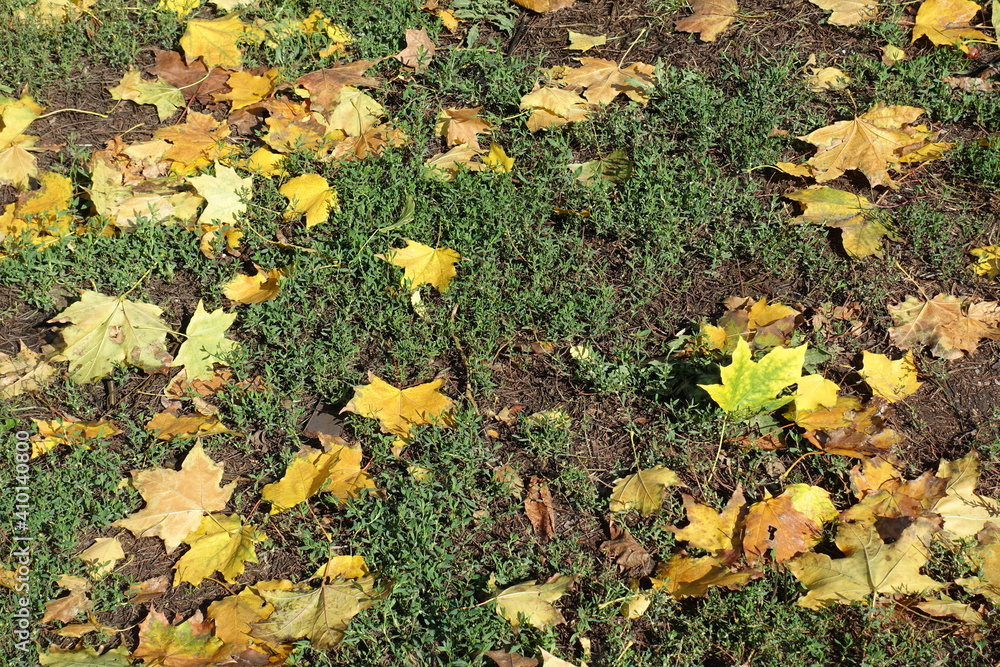 Ground and fallen leaves of maple in October Ground and fallen leaves of maple in October