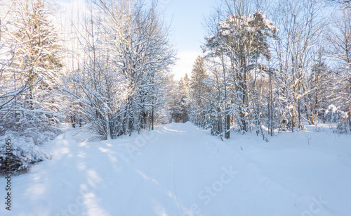 trees in the snow © Urmas