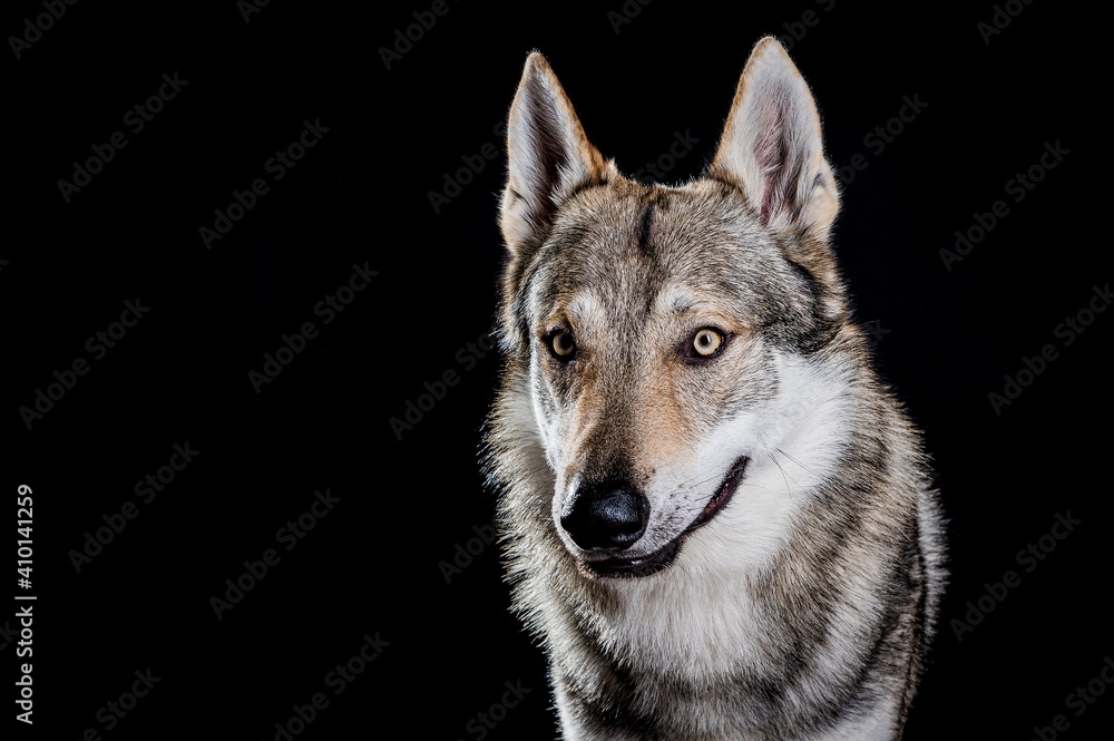 Fototapeta premium Czechoslovakian wolfdog