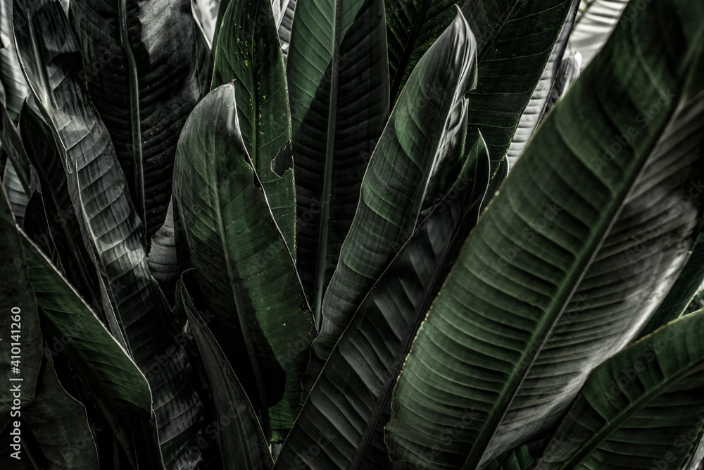banana leaf in dark blue tone for background banana leaf in dark blue tone for background