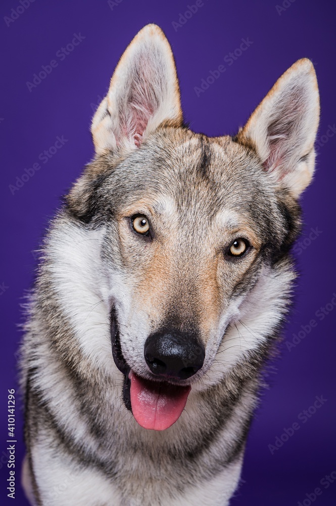 Czechoslovakian wolfdog Czechoslovakian wolfdog