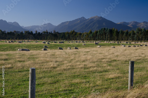 Landscape with sheep Ovis aries. Southland. South Island. New Zealand. photo