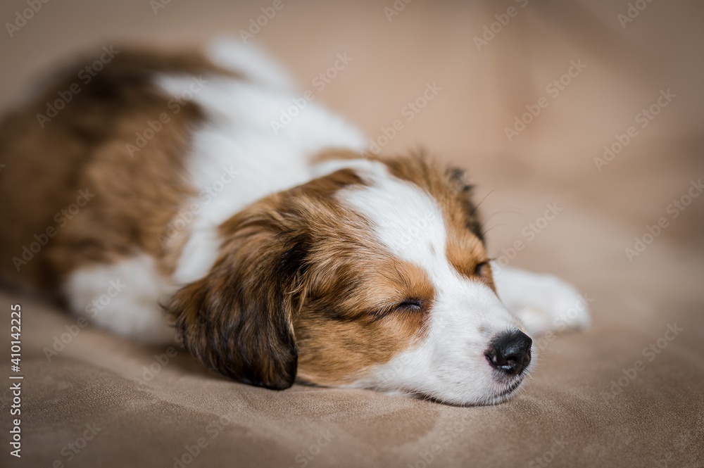 Kooikerhondje puppy Kooikerhondje puppy