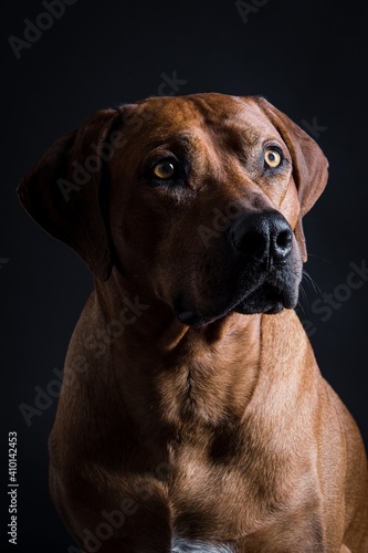 rhodesian ridgeback in studio