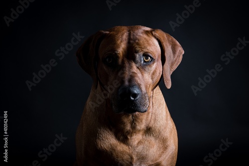 rhodesian ridgeback in studio