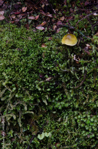 Psilocybin mushroom Psilocybe sp and moss. Fiordland National Park. Southland. South Island. New Zealand. photo