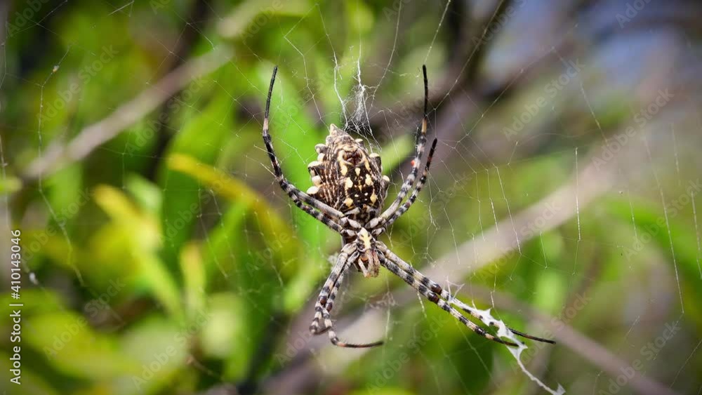 Large Spider Hanging On Spider Web on Blurred Green Background Large Spider Hanging On Spider Web on Blurred Green Background