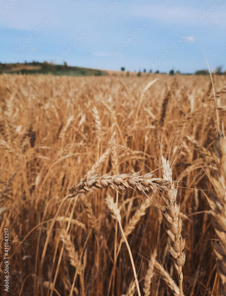 Fototapeta premium field of wheat
