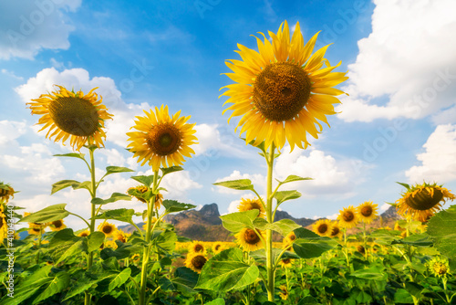 Beautiful sunflower on blue sky, Agricultural products of Lopburi Province in Thailand. 