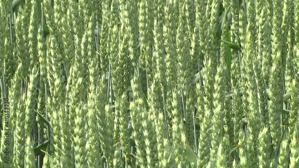 a field of green wheat during grain filling a field of green wheat during grain filling