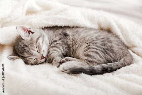 Tabby kitten sleep curled up on white soft blanket. Cat rest napping on bed. Comfortable pets sleep at cozy home. © Beton Studio