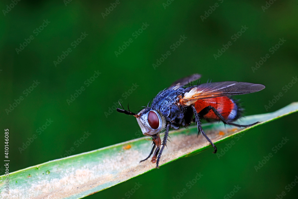 Host flies live on wild plants, North China Host flies live on wild plants, North China