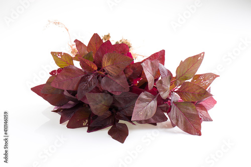 Red Spinach or Red Amaranth photo