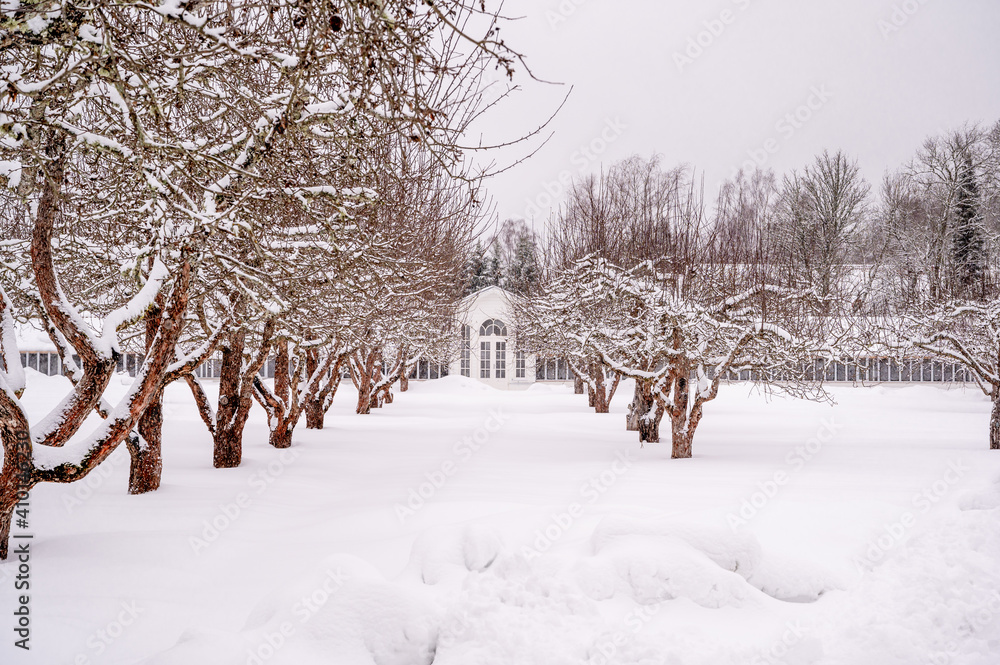 Naklejka premium winter in the park