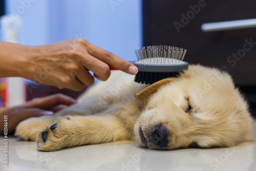 Woman's hand holding a brush for brushing her golden retriever puppy hair between dog sleeping.