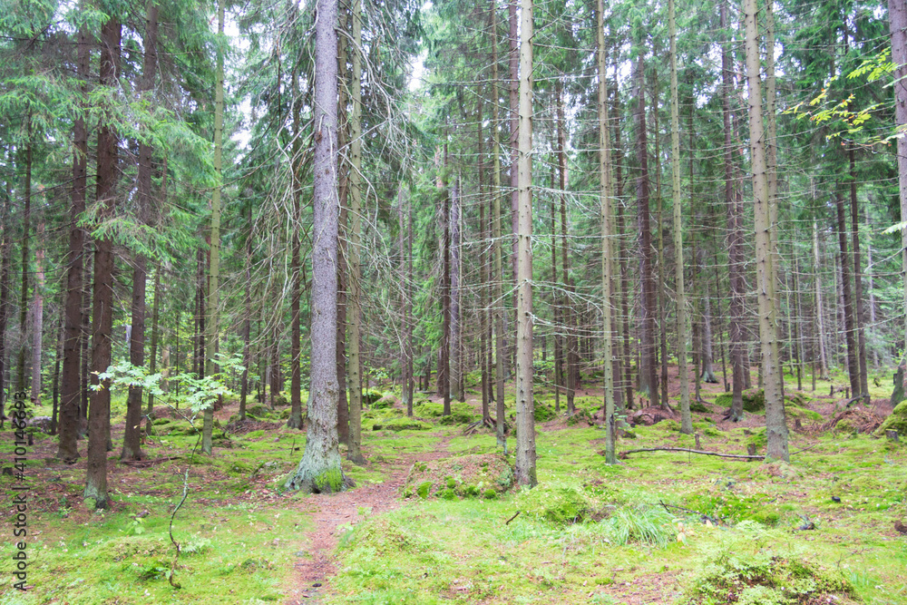 park paths among stones and forest park paths among stones and forest