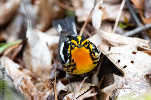 Blackburnian Warbler photo