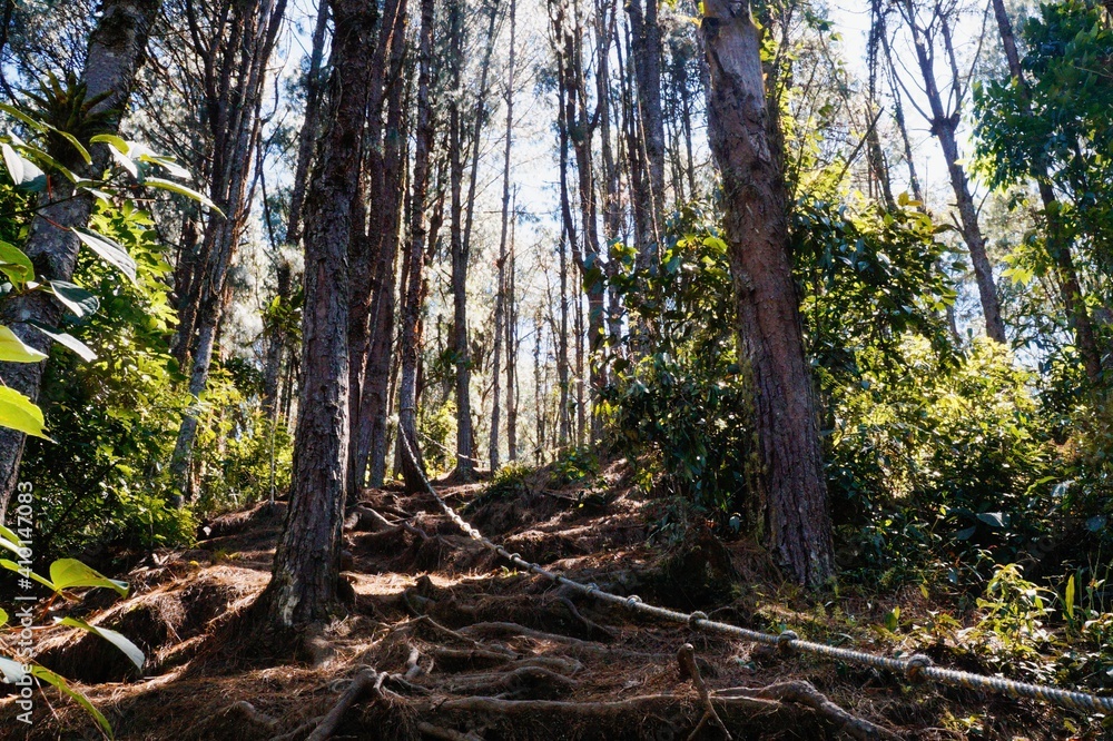 Fototapeta premium Forest landscape with rope to help climb the hill