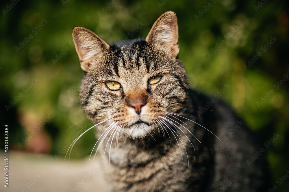 portrait of a cat portrait of a cat