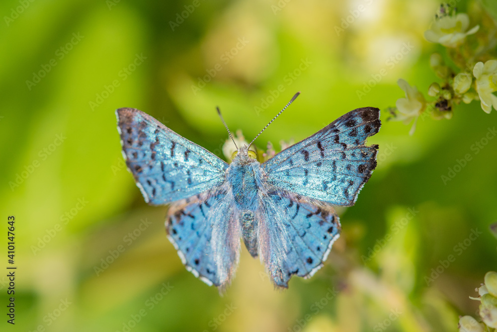 Obraz premium Blue Metalmark