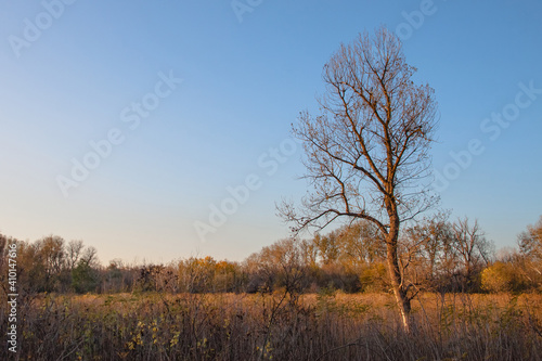Autumn landscape. A single leafless tree against a blue sky