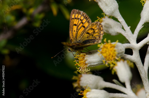 Common copper Lycaena salustius on a flower of New Zealand alpine strawflower Helichrysum plumeum. Fiordland National Park. South Island. New Zealand. photo