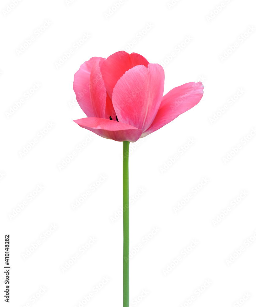 Tulip flower isolated on white background. Useful for beautiful floral design on holiday like 8 March (International Women day), Mother's day gift card, Easter or Wedding
