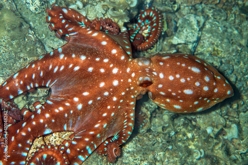 Octopus is camouflaged among the rocks.   anakkale Turkey