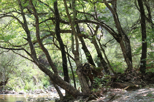 trees in the forest