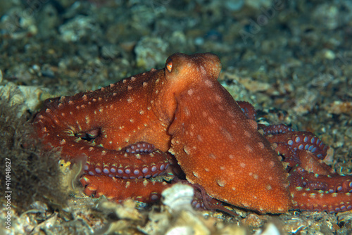 Octopus is camouflaged among the rocks. Çanakkale Turkey