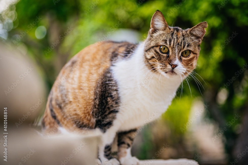 cat in the garden