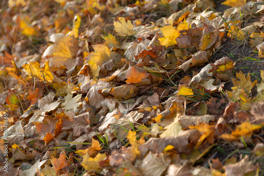 autumn leaves on the ground autumn leaves on the ground