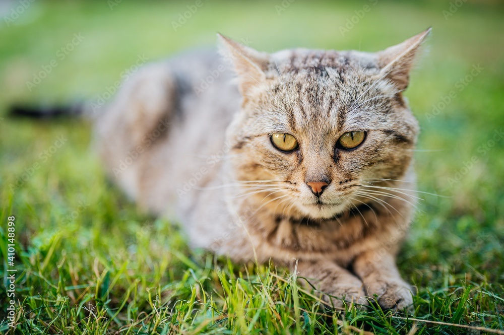 cat in grass