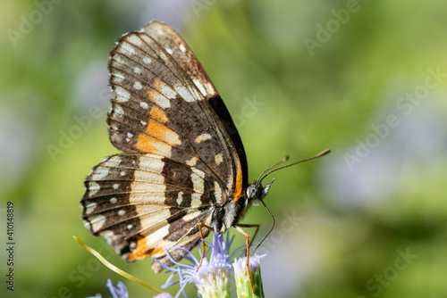 Bordered Patch