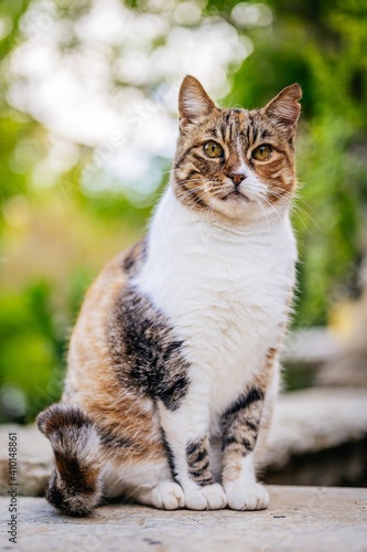 Wallpaper Mural cat in the garden Torontodigital.ca