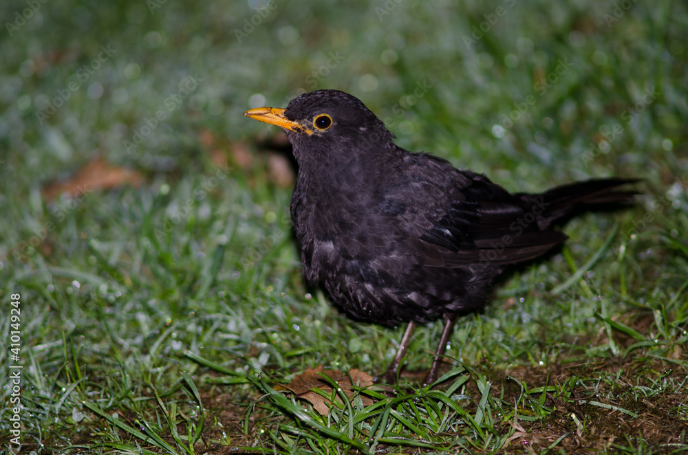 Male common blackbird Turdus merula. Te Anau. Southland. South Island. New Zealand. Male common blackbird Turdus merula. Te Anau. Southland. South Island. New Zealand.