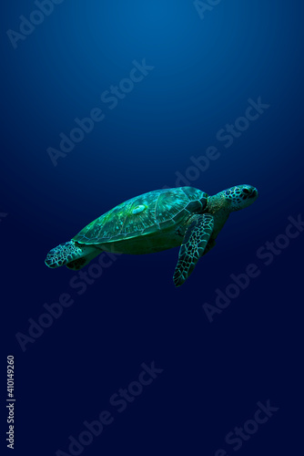 A loggerhead turtle swimming upward against a blue background.