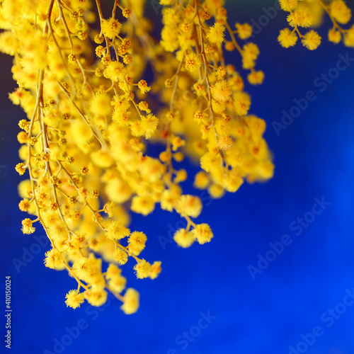 holiday background with branch mimosa with yellow fragrant flower buds on a b...