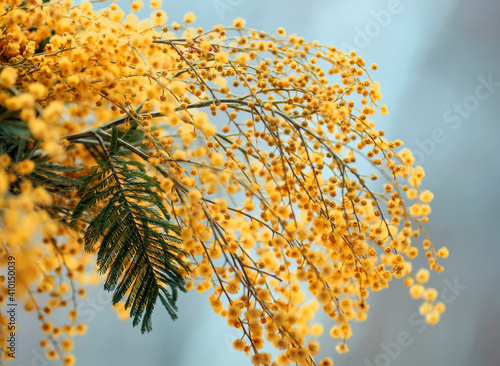 holiday background with branch mimosa with yellow fragrant flower buds on a b...