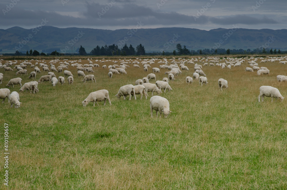 Flock of sheep Ovis aries. Southland. South Island. New Zealand.
