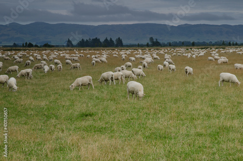 Flock of sheep Ovis aries. Southland. South Island. New Zealand.