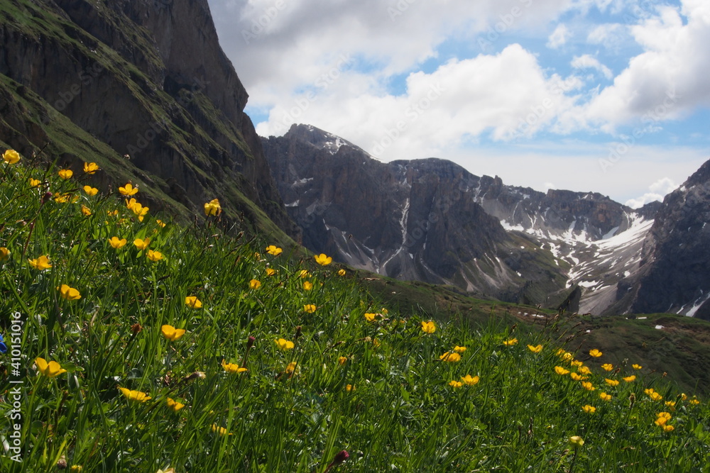 Subalpine Region mit blühenden Matten in den Dolomiten, Seiser Alm, Südtirol, Italien